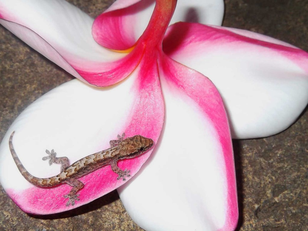 Mourning Gecko on Plumeria