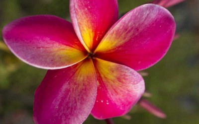 Purple Hawaii Plumeria