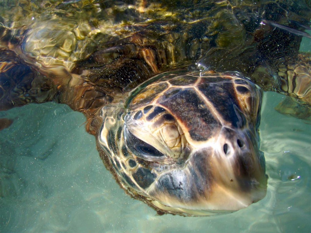 Sea Turtle Close Up, Big Island Hawaii