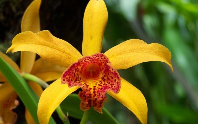 Yellow Orchid, Big Island Hawaii