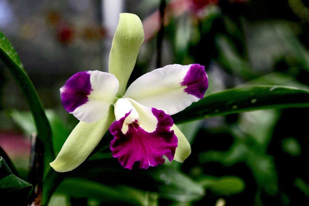 Cateliya Orchid, Hawaii