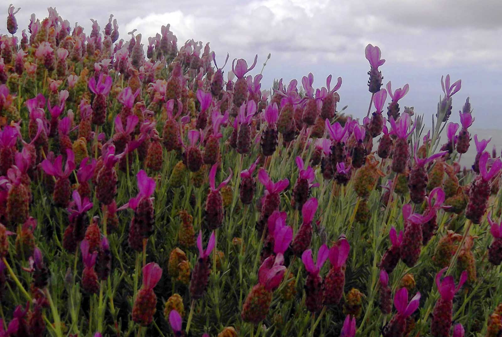 Maui Lavender Hawaii Pictures