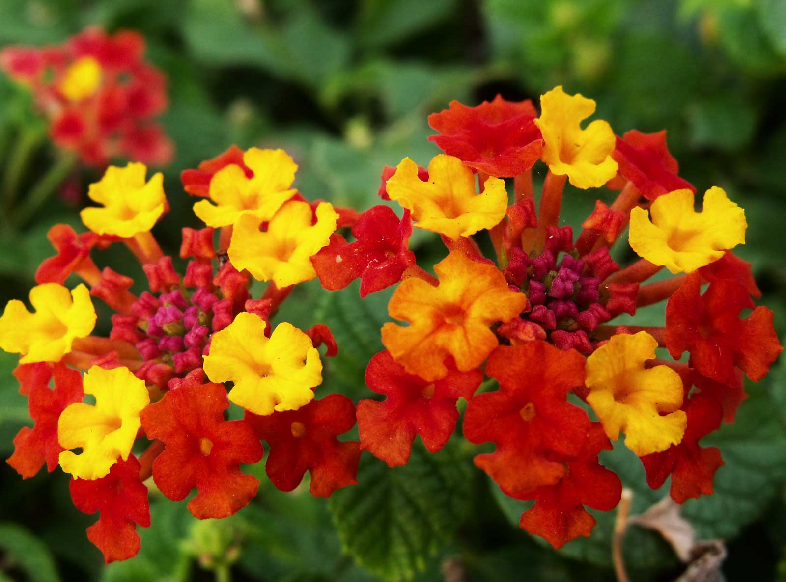 Maui Flowers Hawaii Pictures