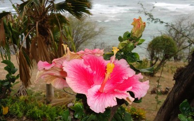 Tropical Pink Hibiscus