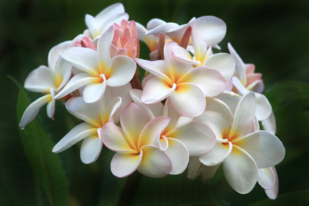 Hawaii Plumeria Bunch