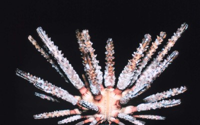 Prionocidaris Sea Urchin