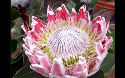Hawaii Giant Protea Flower