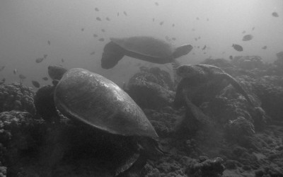 3 Hawaiian Sea Turtles