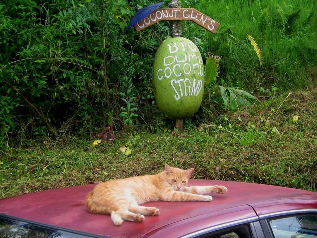 Coconut Stand Cat