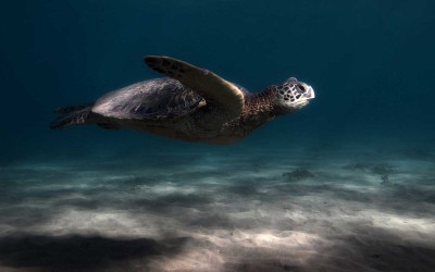 Sea Turtle in the Shallows