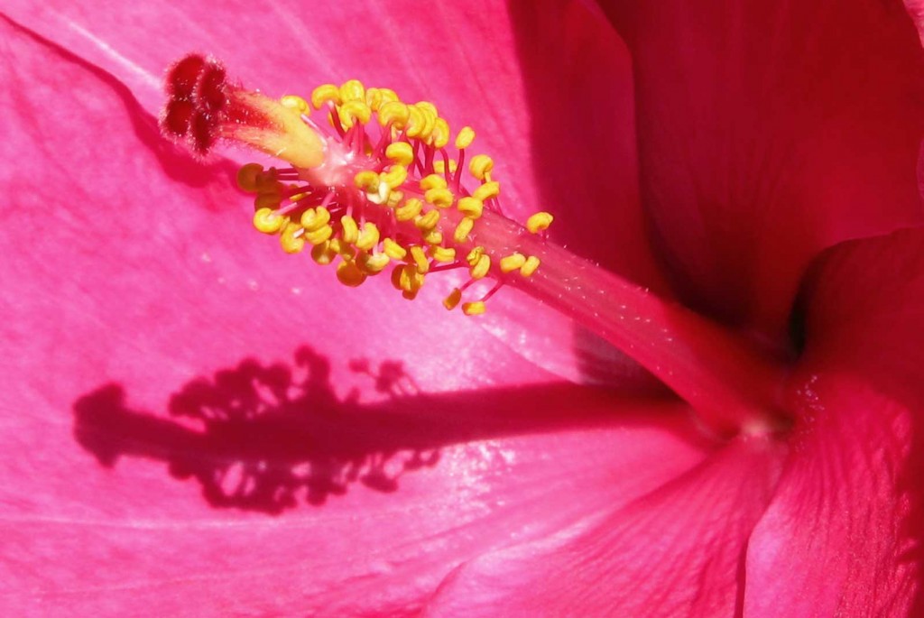 Pink Hibiscus Close Up