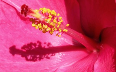 Pink Hibiscus Close Up