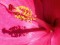 Pink Hibiscus Close Up