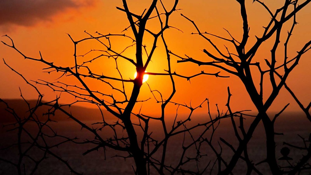 Keawe Tree Sunset