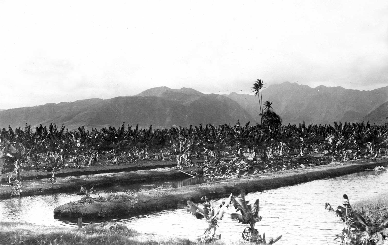 Waikiki Banana Plantation Hawaii Pictures