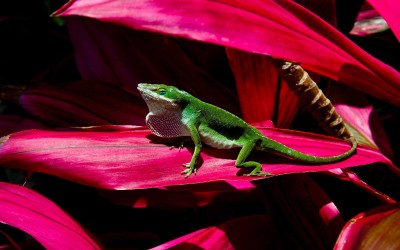 Green Anole Lizard, Maui