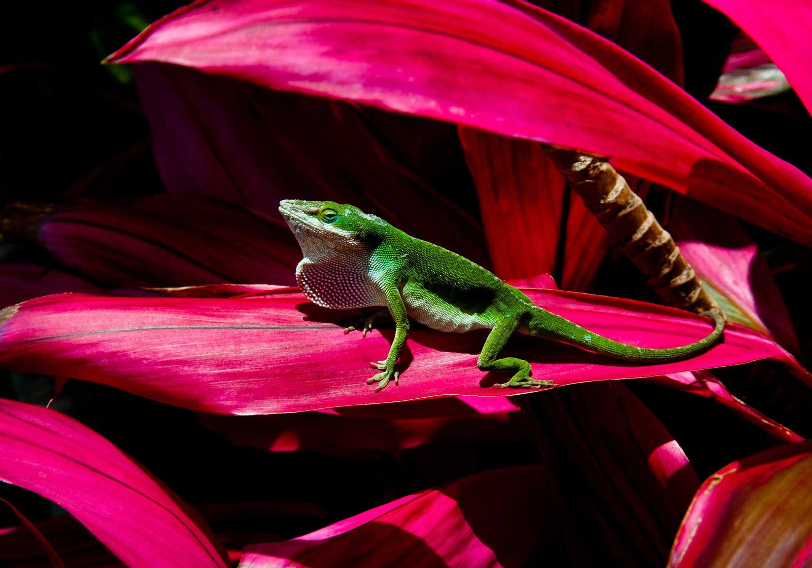 Green Anole Lizard, Maui Hawaii Pictures