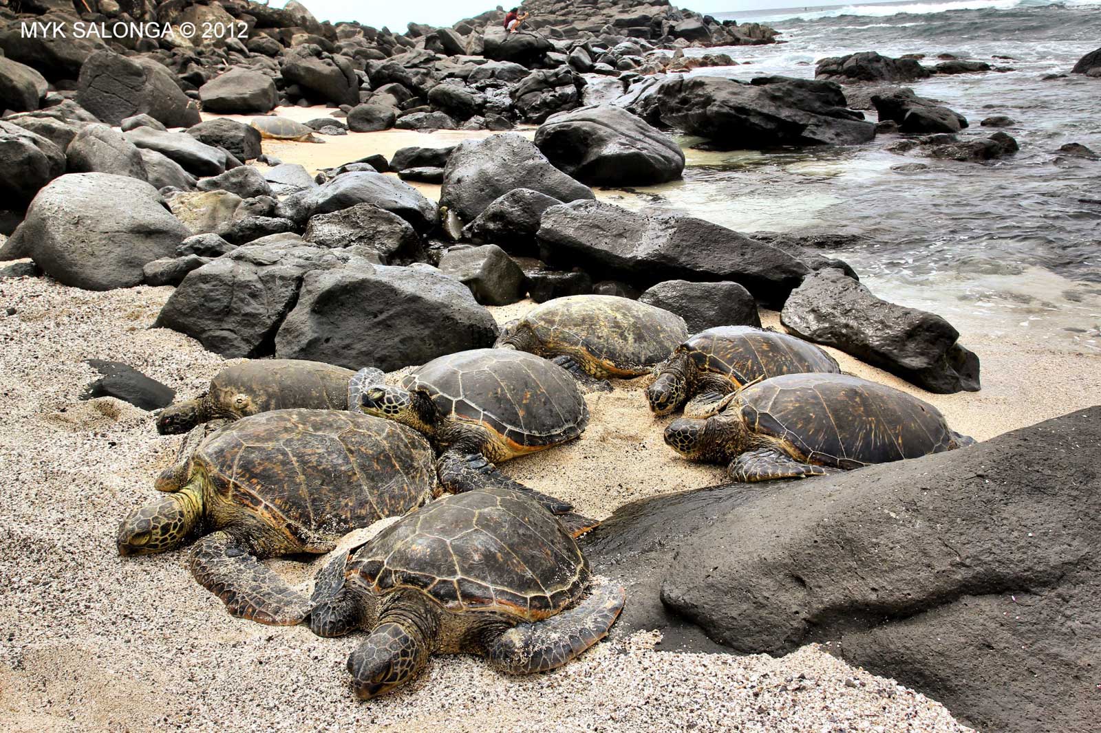 Green Sea Turtle Family, Oahu