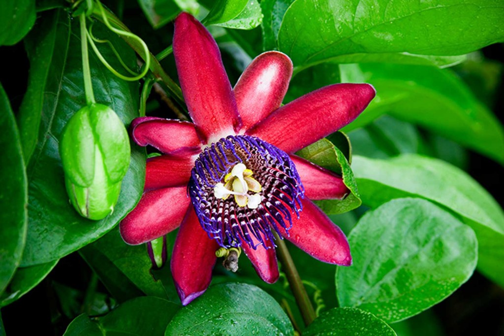pure passion flower