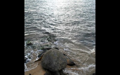 Maui Turtle Heading To Sea