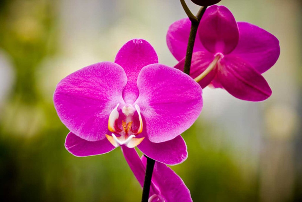 Hawaii Orchid
