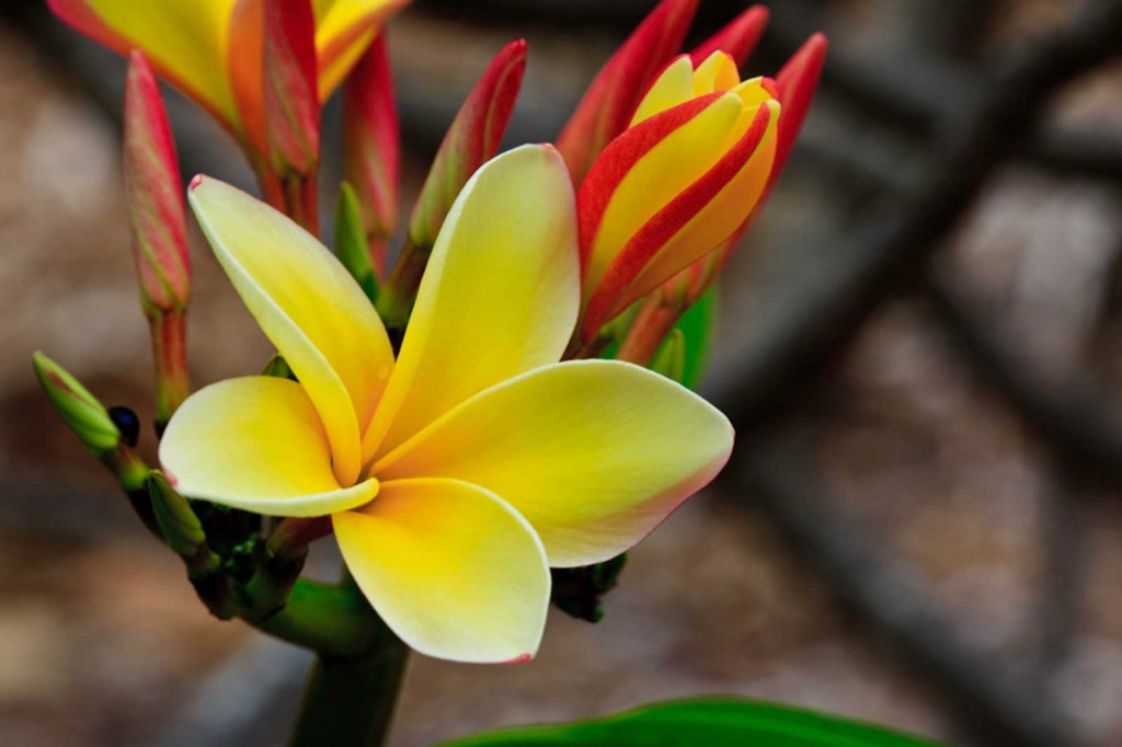 yellow-plumeria-swirl