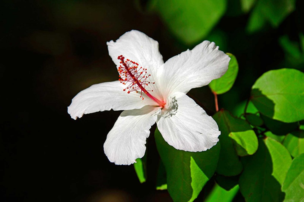 White Hibiscus in Hawaii