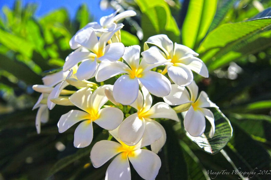 White Hawaii Plumeria
