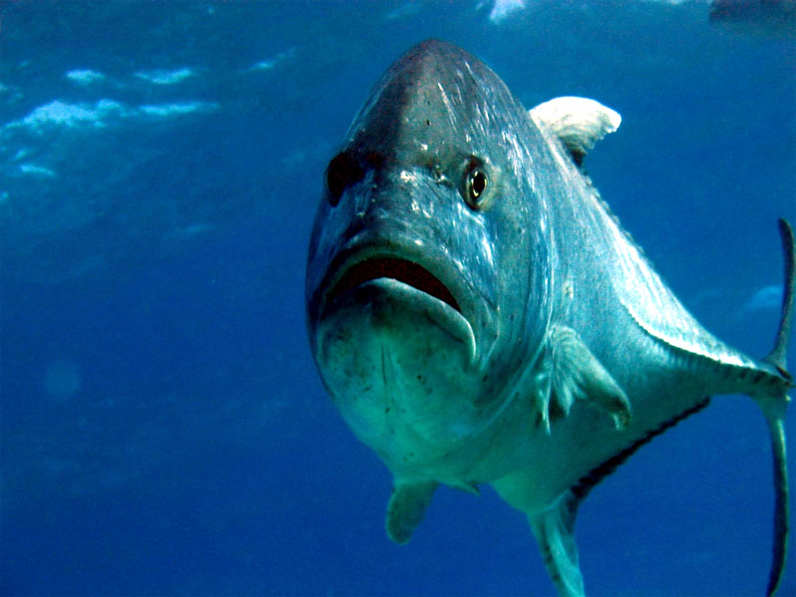 Giant Trevally, Hawaiian Ulua
