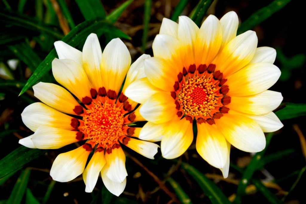 White-tipped Yellow Gazania (Treasure Flower)