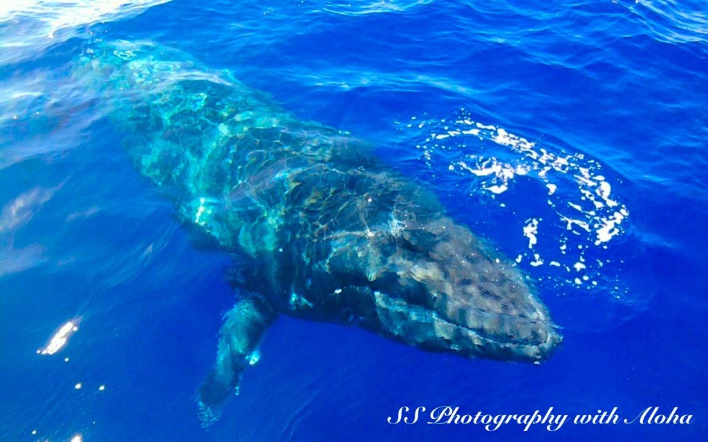 Humpback Whale just beneath the surface, Maui