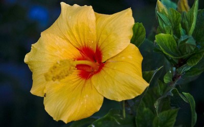 Yellow Hibiscus