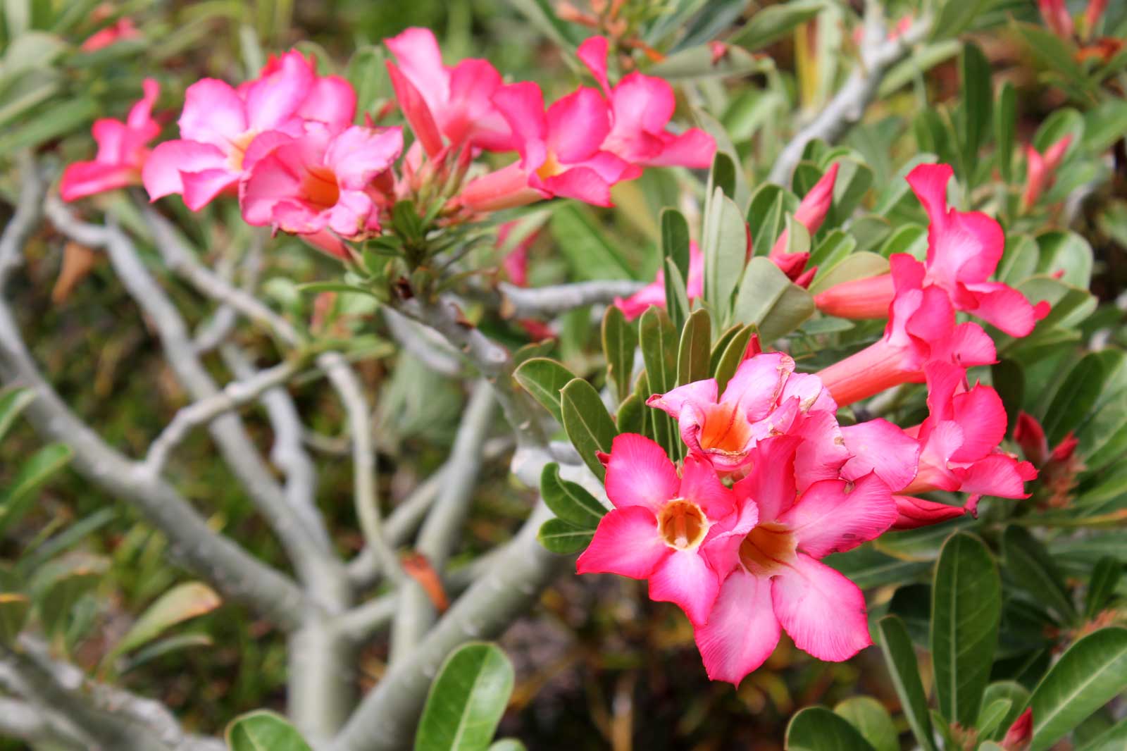 Hawaii Pink Flower Bush Hawaii Pictures