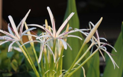 Hawaii 6-petal white flower