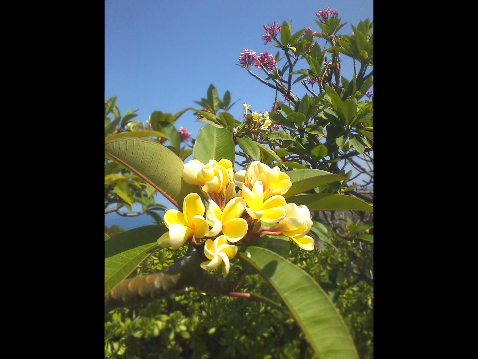 plumeria tree Archives Hawaii Picture of the Day