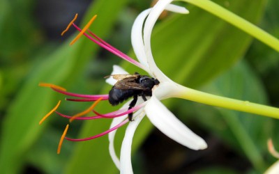 Bee in Crinum Lily