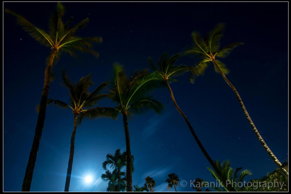 night palms