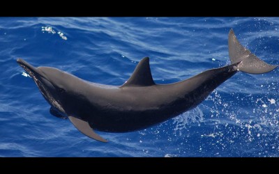 Eastern Spinner Dolphin