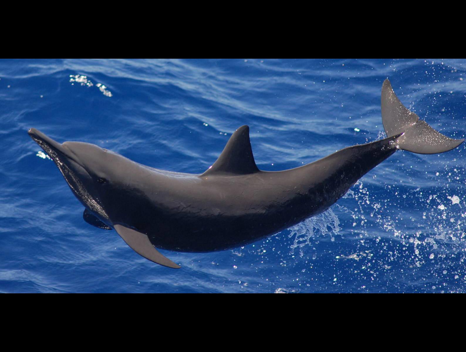 Eastern Spinner Dolphin Hawaii Pictures