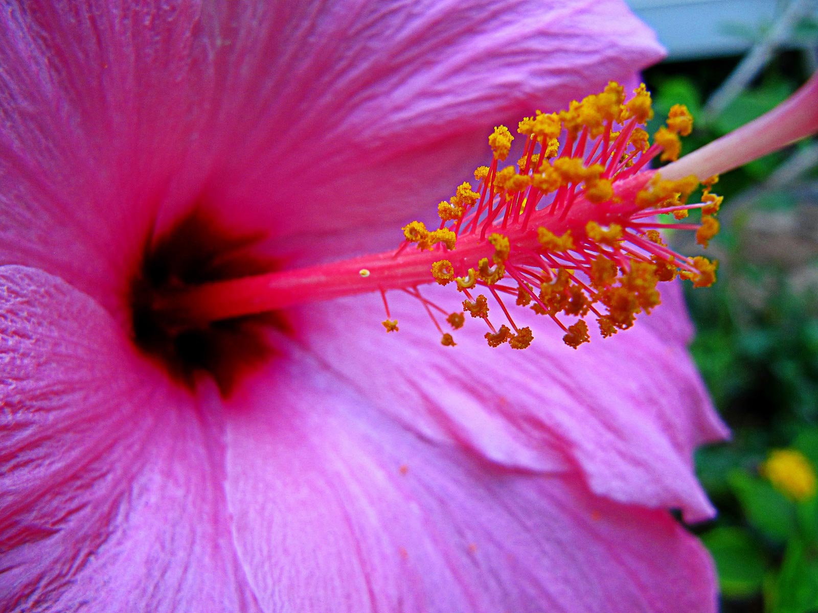 hibiscuscloseup Hawaii Pictures