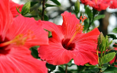 hibiscus-kis