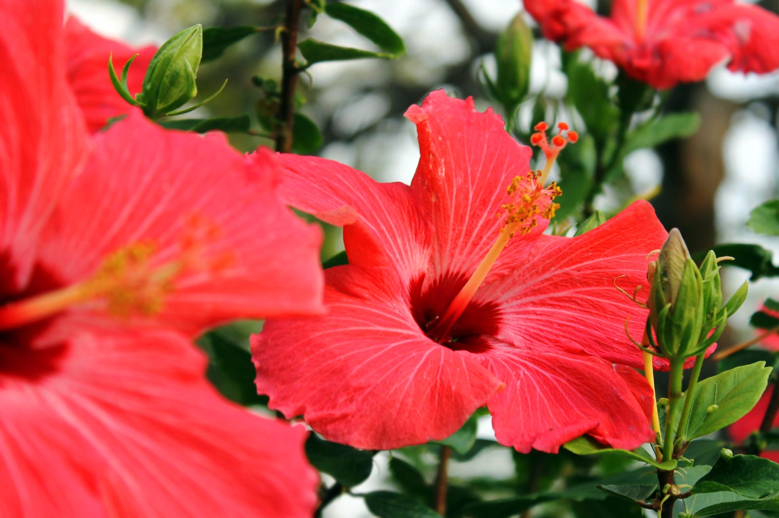 hibiscuskis Hawaii Pictures