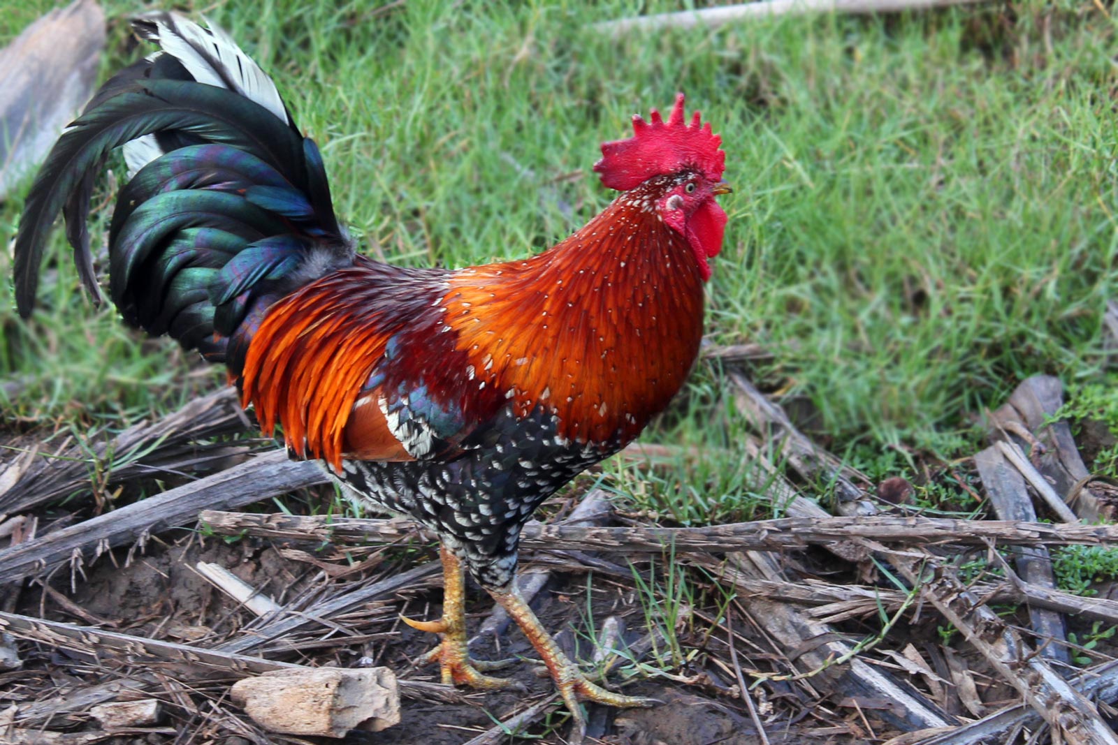 Kauai Rooster