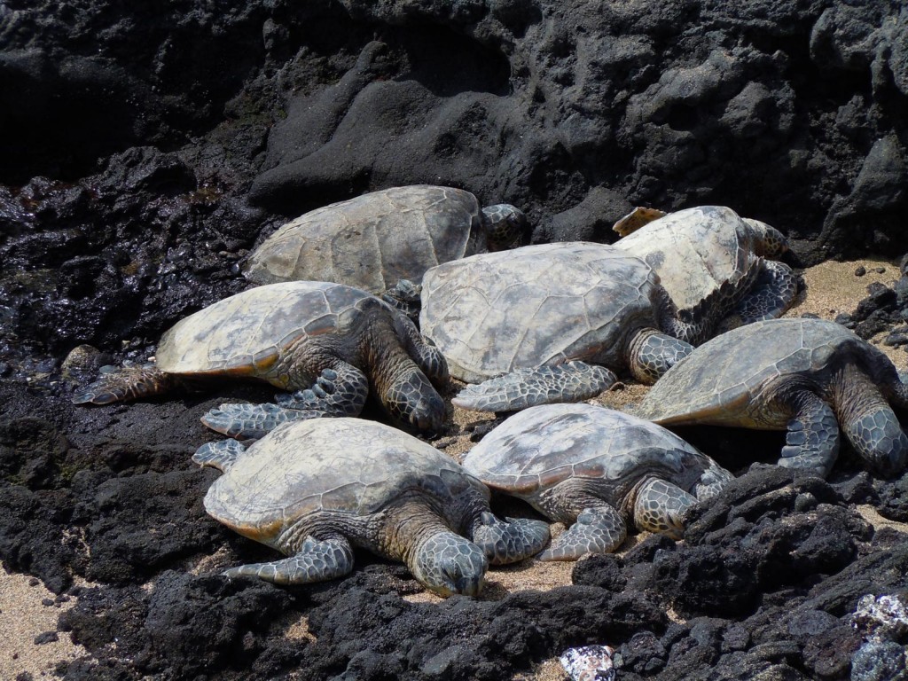 Honu Ohana: Turtle Family Nap