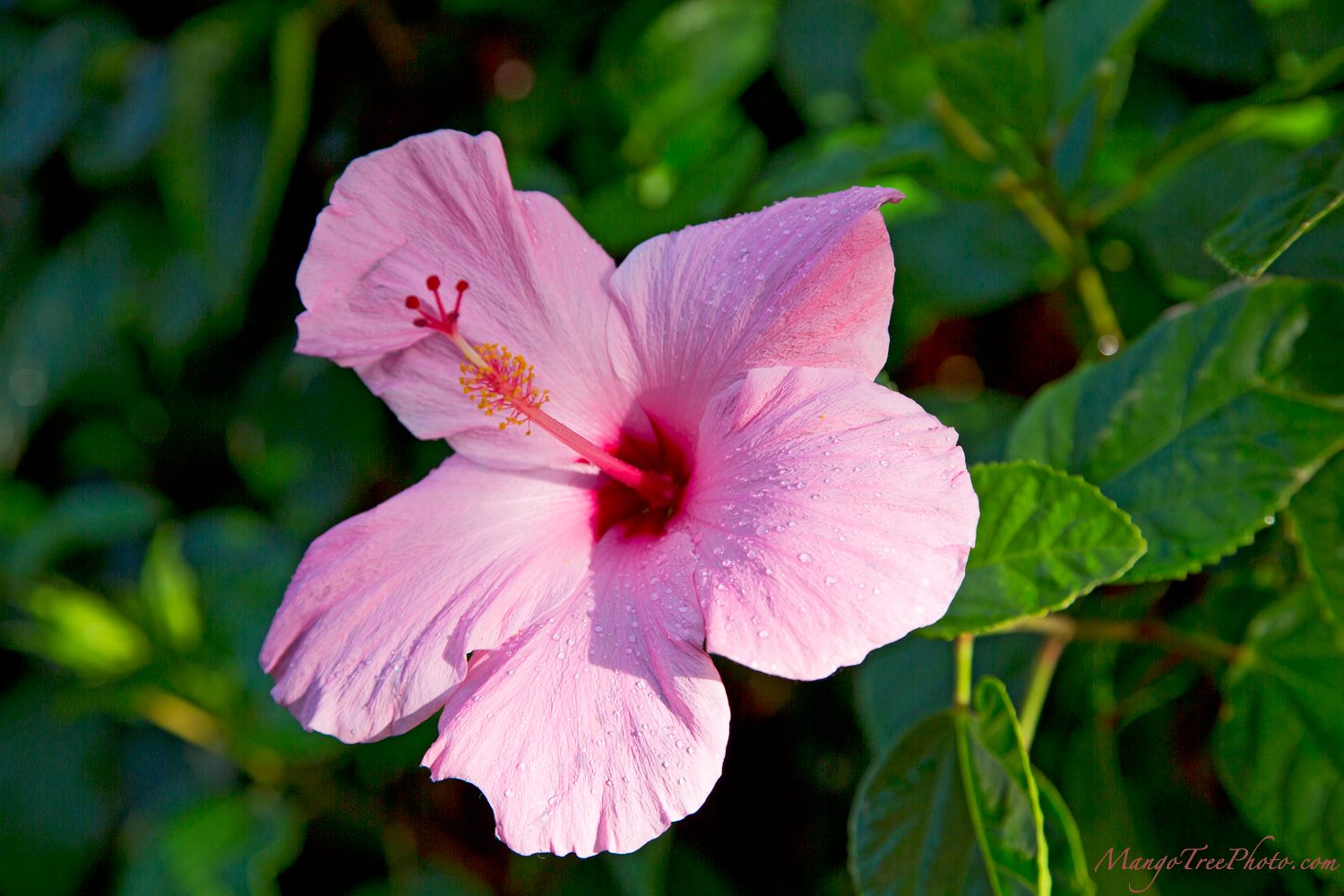 Pink Hibiscus in Hawaii Hawaii Pictures