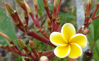 Early Bloomer, Yellow Plumeria
