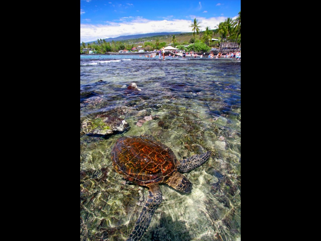 Kahaluu Sea Turtle