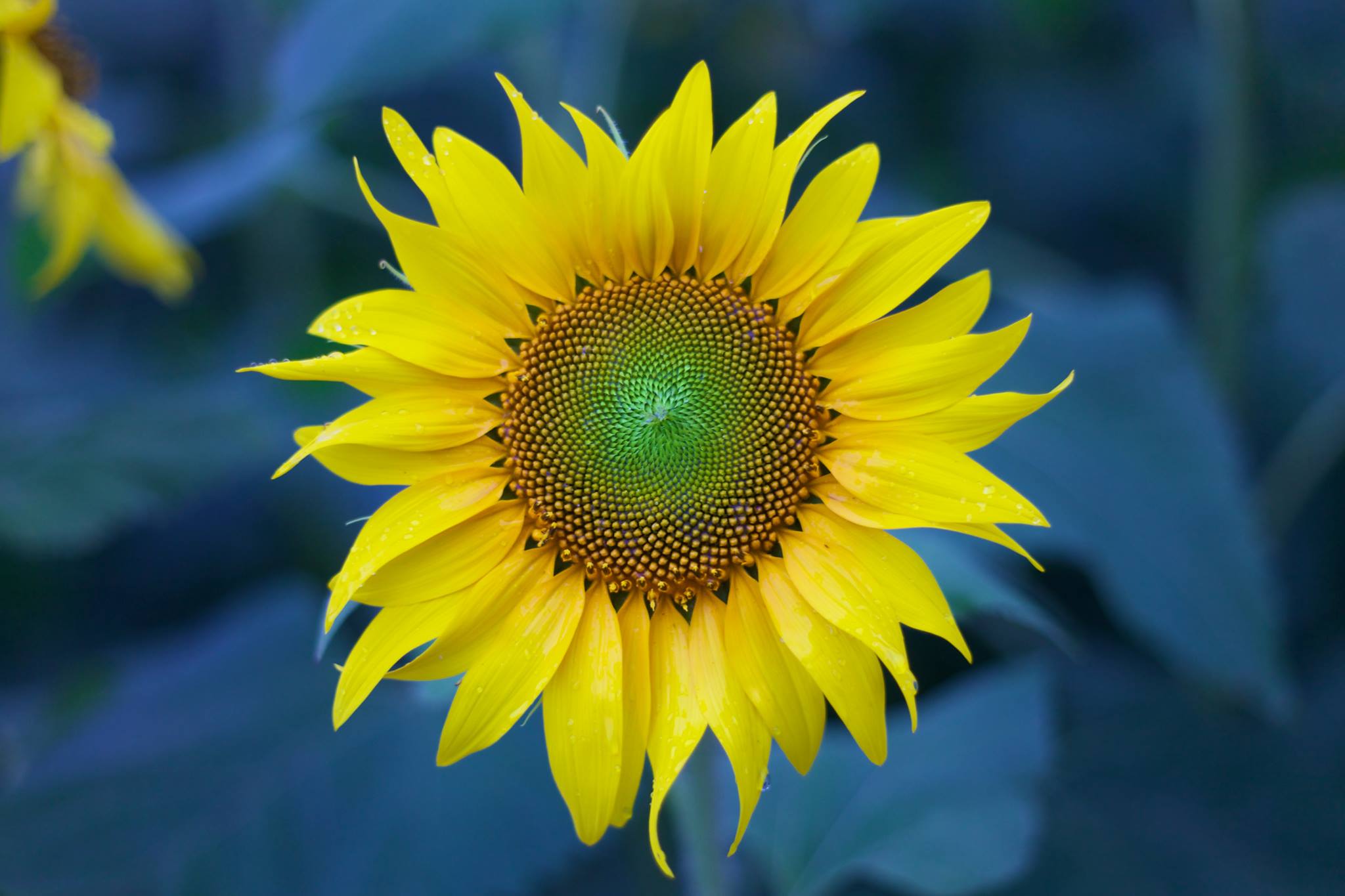 sunflowerinhawaii Hawaii Pictures