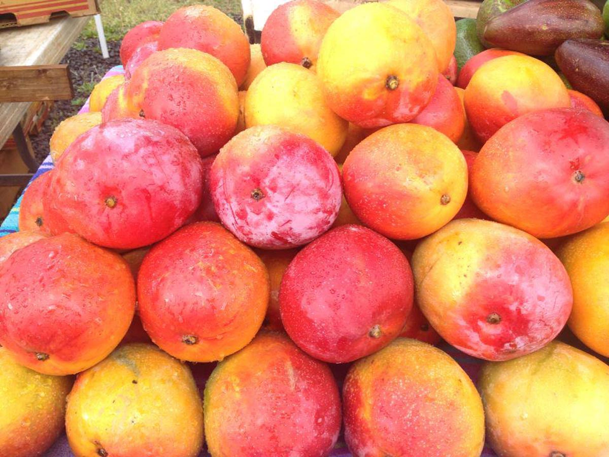 hawaiimangos Hawaii Pictures