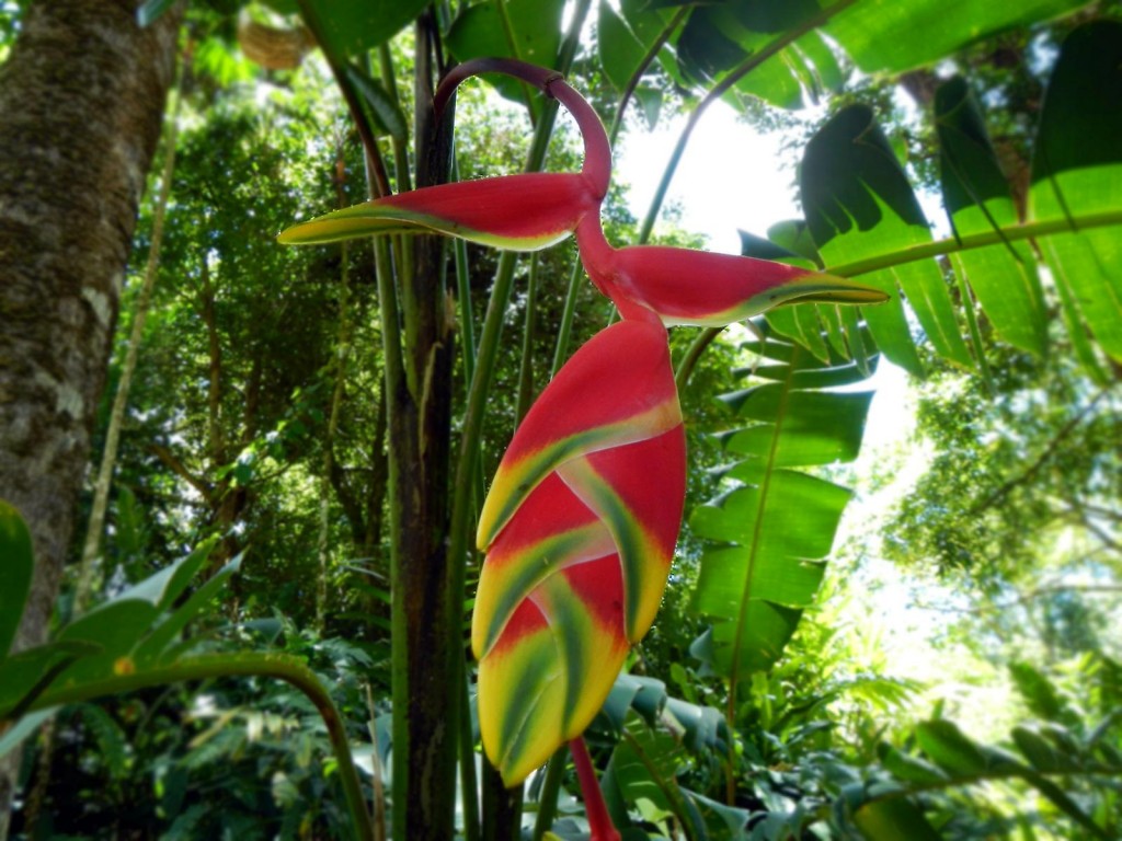 Hangin Lobster Claw Heliconia